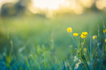 Beautiful closeup yellow flowers in spring nature meadow blur sunset sky, macro, soft focus. Tranquil floral backdrop. Spring summer outdoors border template floral background with copy space