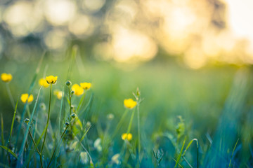 Beautiful closeup yellow flowers in spring nature meadow blur sunset sky, macro, soft focus. Tranquil floral backdrop. Spring summer outdoors border template floral background with copy space