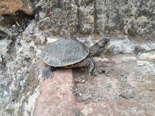 turtle on the rock