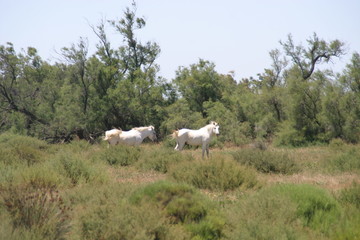 weiße Pferde der Camargue