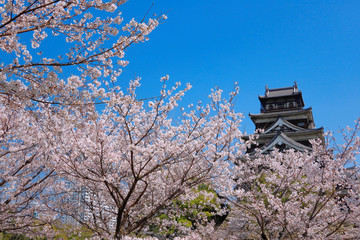 桜満開の広島城　日本の城