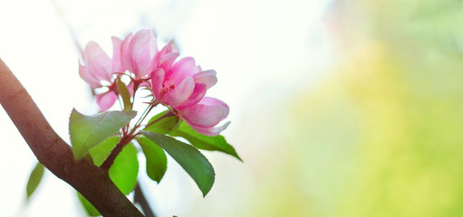Apple branches with delicate light pink flowers.