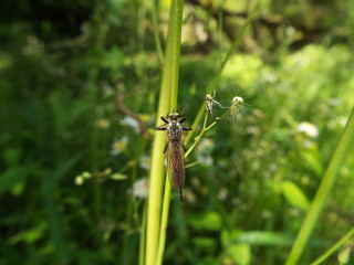 サキグロムシヒキ horse fly