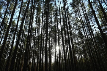 sun between the pines