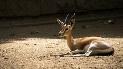 Sunbathing Impala 