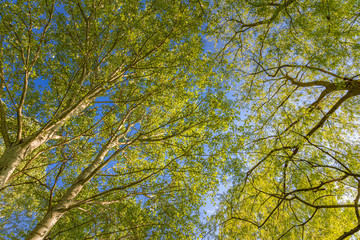 Upward wide angle shot of fresh green forest vegetation and trees mid day, with light scattering through the leaves. Tranquil spring summer green forest