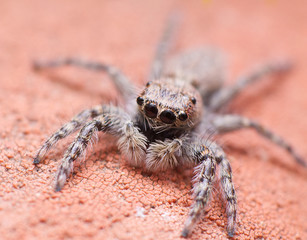 enemerus bivittatus