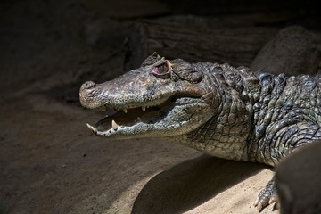 crocodile mouth open