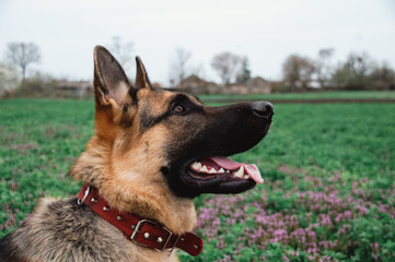 Portrait of a German shepherd in close-up. A thoroughbred dog smiles.