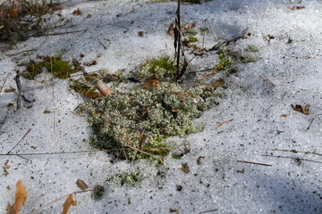 moss in a coniferous forest