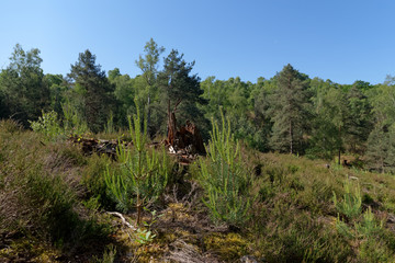 Fototapeta na wymiar hiking path panorama in the Rambouillet forest. Rochefort-en-Yvelines