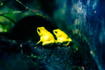 Golden frog 