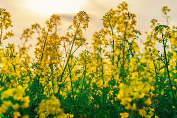 Obraz premium yellow rapeseed field in sunlight