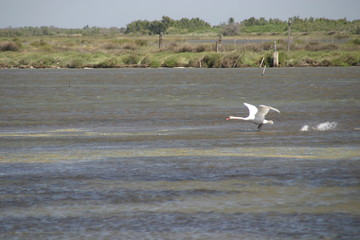 Schwan bei der Landung