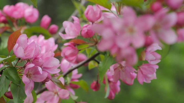 Pink Apple Trees Blossom in Spring Orchard, moving focus.