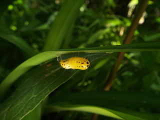キアシドクガ 蛹 pupa of moth