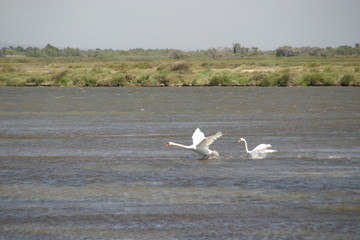 Schwan bei der Landung