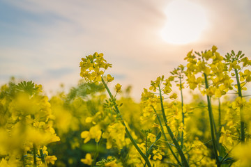 Obraz premium yellow rapeseed field in sunlight