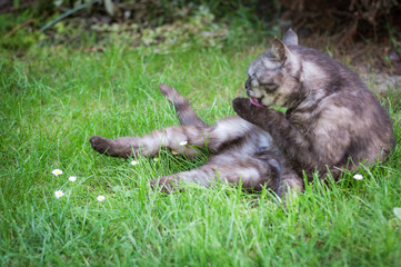 portrait of a cat on grass