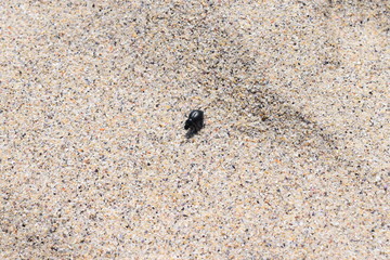 textura e insecto