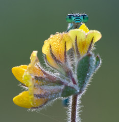 Dragonfly on a yellow flower