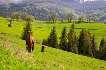 Panoramic view of mountain scenery in the Alps with fresh green meadows with grazing horses in color on a beautiful sunny day in spring, Berchtesgaden Land National Park, Bavaria, Germany