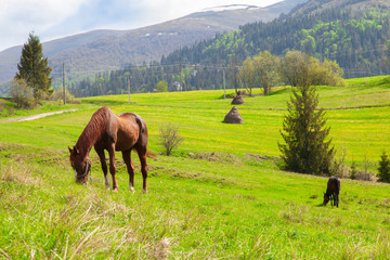 Fototapeta na wymiar Panoramic view of mountain scenery in the Alps with fresh green meadows with grazing horses in color on a beautiful sunny day in spring, Berchtesgaden Land National Park, Bavaria, Germany