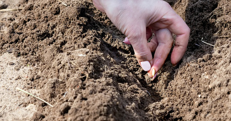 Gardener's hand sowing cucumber seeds into the ground. Early spring planting of cucumbers in the open ground