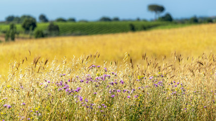 Fototapeta premium Paysage de campagne en été