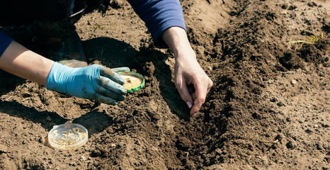 Gardener's hand sowing cucumber seeds into the ground. Early spring planting of cucumbers in the open ground