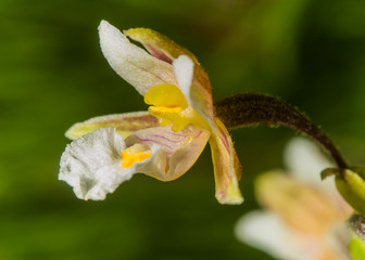 Epipactis palustris L.