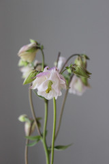 Bluebells flowers, Aquilegia, garden flowers