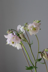 Bluebells flowers, Aquilegia, garden flowers