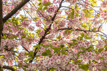 Blooming cherry tree with many pink blossoms in view