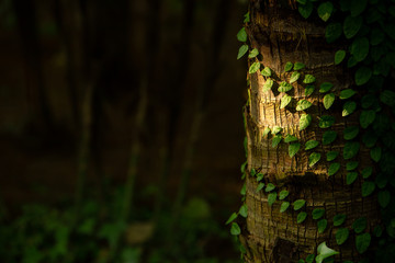 a tree in a park in Korea.