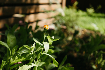 Obraz na płótnie Canvas Bud of a garden flower on a sunny day.