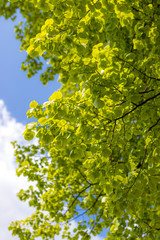 Leaves of basswood tree illuminated by sunlight in front of the blue sky
