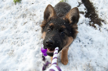 playing with a young German Shepherd
