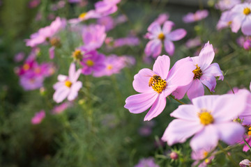 This pink flower is cosmos.