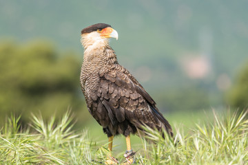 Caracara o carrancho norteño (Caracara cheriway)