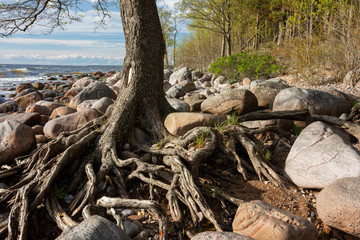 City Tuja, Latvia. Baltic sea with rocks and trees. Travel photo.