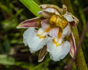 Epipactis palustris L.