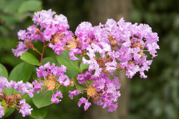 A Crape Myrtle Flower Of Summer