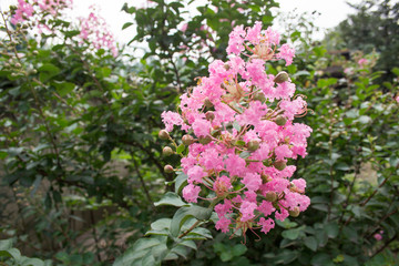 A Crape Myrtle Flower Of Summer