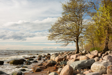 City Tuja, Latvia. Baltic sea with rocks and trees. Travel photo.