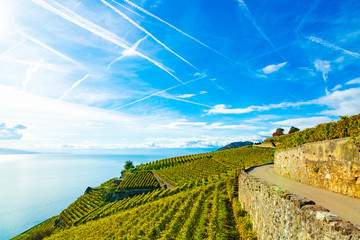 Lavaux, Switzerland: Lake Geneva and the Swiss Alps landscape seen from Lavaux vineyard tarraces in...