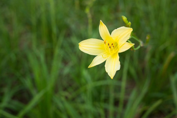 The name of this flower is Day Lilly.