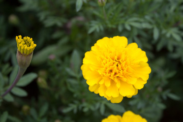 The name of this flower is French marigold.
