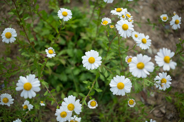 Korean dendranthema, Siberian chrysanthemum, Chrysanthemum zawadskii var. latilobum
