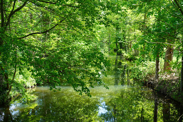 Fototapeta na wymiar Sonnige, grüne Spreewaldlandschaft am Wasser
